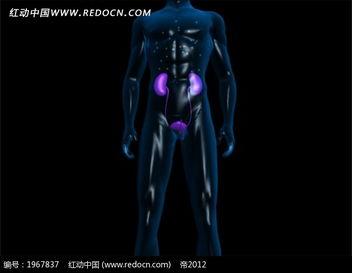 成人体免费视频,内容丰富，安全可靠的平台推荐