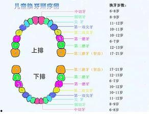 拔成人乳牙流程视频,轻松掌握成人乳牙拔除步骤详解