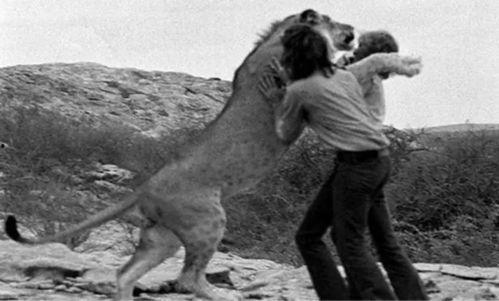 狮子能变成人吗视频,揭秘神奇动物的人形幻化