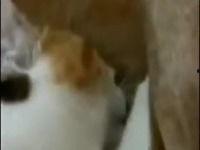 给成人喂奶视频软件,探索新型育儿方式